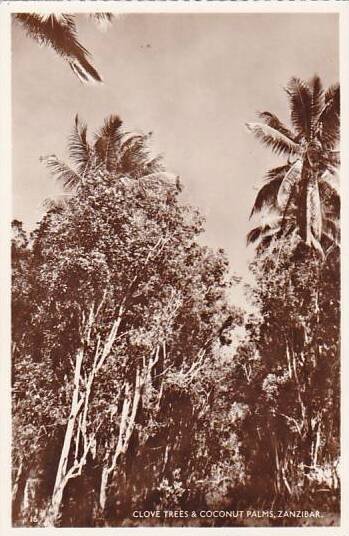 Tanzania Zanzibar Clove Trees & Coconut Palms Real Photo