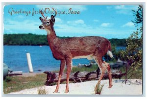 1956 Greetings From Dubuque Deer Lake River Grove View Dubuque Iowa IA Postcard