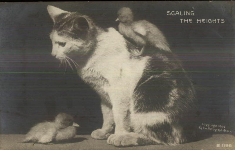 Rotograph Kitty Cat & Chicks SCALING THE HEIGHTS c1905 Real Photo Postcard