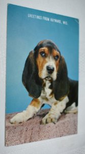 I Did Not! Greetings from Hayward Wisconsin Hound Dog Postcard S10068 Johnson