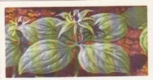 Brooke Bond Tea Trade Card Wild Flowers No 7 Herb Paris