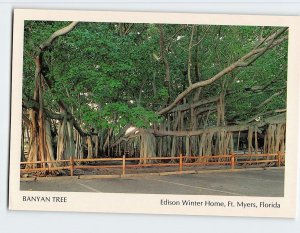 Postcard Banyan Tree, Edison Winter Home, Fort Myers, Florida