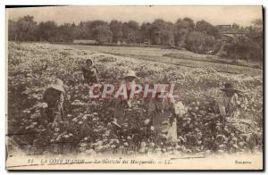 Old Postcard picking daisies Cote d & # 39Azur