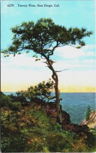 Torrey Pine San Diego California Vintage Postcard C139