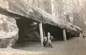 RPPC Fallen Monarch Tree, Kings Canyon National Park, CA c1940s Vintage Postcard