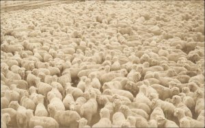 Hundreds of Sheep New Salem ND Homboe Studio Real Photo Postcard c1910