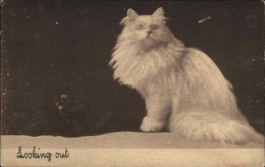 Franz Huld Beautiful Long Haired Fluffy White Cat c1910 Vintage Postcard