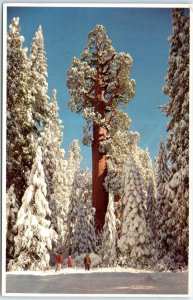 M-101841 General Grant Tree  Kings Canyon National Park California USA