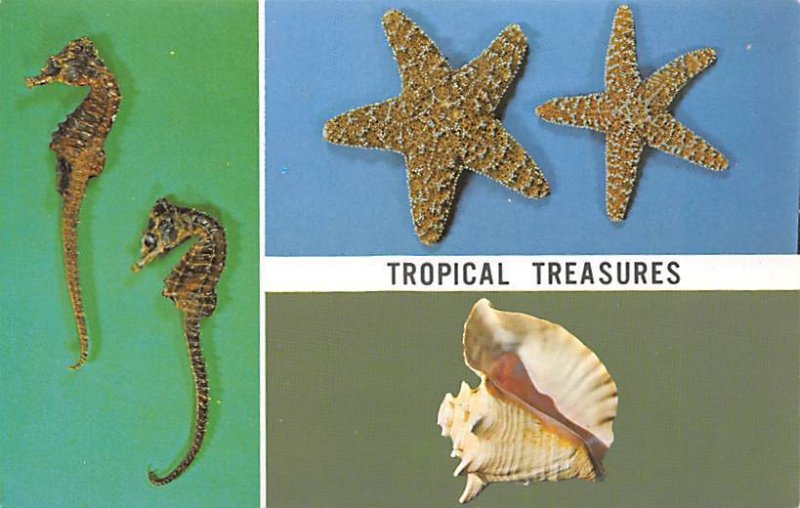 Tropical Treasures View Images 