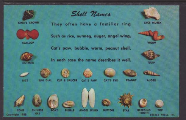 Seashell Names Postcard 