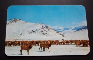 POSTCARD UNUSED - GREAT ELK HERD, JACKSON HOLE, WYOMING