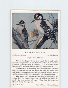 Postcard Hairy Woodpecker, National Museum of Canada, Ottawa, Canada