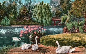 Vintage Postcard 1911 Swans Birds at East Lake Park Los Angeles California CA