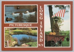 State View~Long Island NY~3 Views~Ducks~Pond~Pumpkins~Flag~Continental Postcard