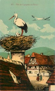 Stork birds nest in Strasbourg France