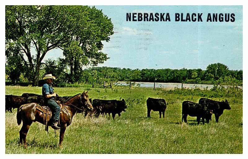 Postcard ANIMAL SCENE State of Nebraska NE AR4483