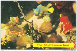 Virgin Islands Underwater Scenes , 50-70s ; Queen Angelfish