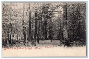 Lower Saxony Germany Postcard Greetings from Solbad Salzgitter Mother Oak c1905