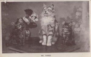We Three Proud Group of Cats Old Real Photo Postcard