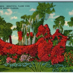 c1940s Fl, Florida Beautiful Flame Vine Sunny Colorful St Petersburg Cancel A331