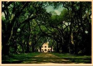 Louisiana St Francisville Rosedown Plantation and Gardens Live Oak Alley 1983