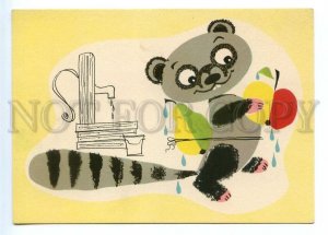 495610 East Germany GDR raccoon with fruit Old postcard