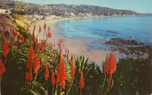 Laguna Beach CA Calif. California Aloe c1967 Postcard D33