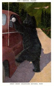 Great Smoky Mountains National Park Bear Standing By Car Service Please