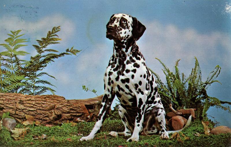 Dog -  Dalmation