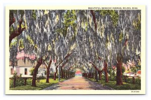 Beautiful Benachi Avenue Biloxi Miss. Mississippi Postcard