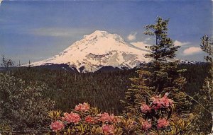 Mount Hood, Rhododendrons Mt Hood, Oregon OR  