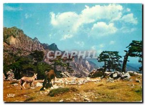 Postcard Modern Colors and Light of France Corsica Oasis Beauty Bavella Meter...