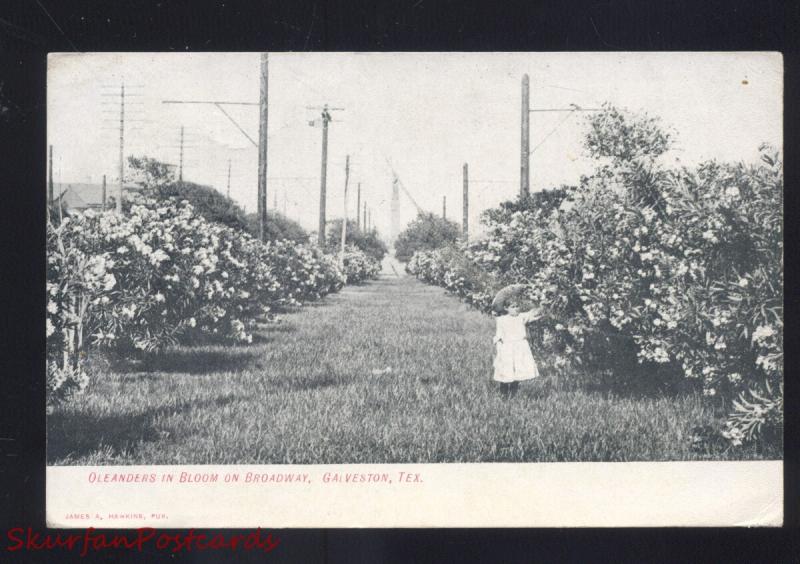 GALVESTON TEXAS OLEANDERS IN BLOOM BROADWAY STREET SCENE VINTAGE POSTCARD