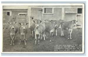 c1905 Eight Helfer Calves Sold at Hood Farm Pogis Auction Lowell MA Postcard