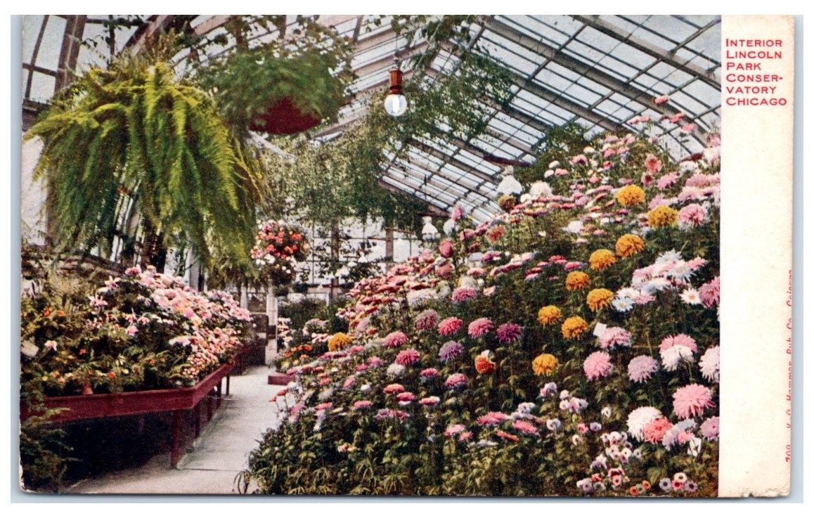 Lincoln Park Conservatory Christmas 2022 Early 1900S Interior Of Lincoln Park Conservatory, Chicago, Il Postcard |  United States - Illinois - Other, Postcard / Hippostcard