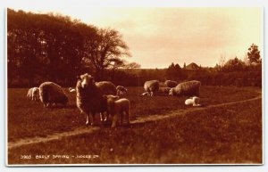 RPPC Hastings England  Early Spring Sheep   Real Photo Postcard