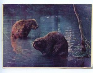 218497 BELARUS Byelaya Vezha Forest Beavers old postcard