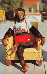 Chimpanzee, Waiting for a Kiss, Monkey Jungle Miami, Florida, USA Monkey 1972 