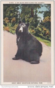 Big Black Bear Along The Highway Great Smoky Mountains National Park