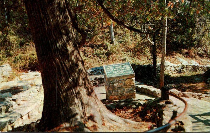 Virginia Natural Bridge Historic Arbor Vitae Tree