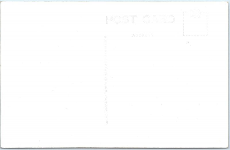 c1940s Petrified Forest, AZ Rainbow Forest Trail Old Faithful Log Postcard A29