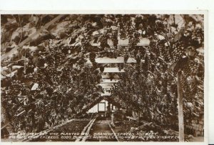 Scotland Postcard - World's Greatest Vine - Stirling - Real Photo - Ref 12217A