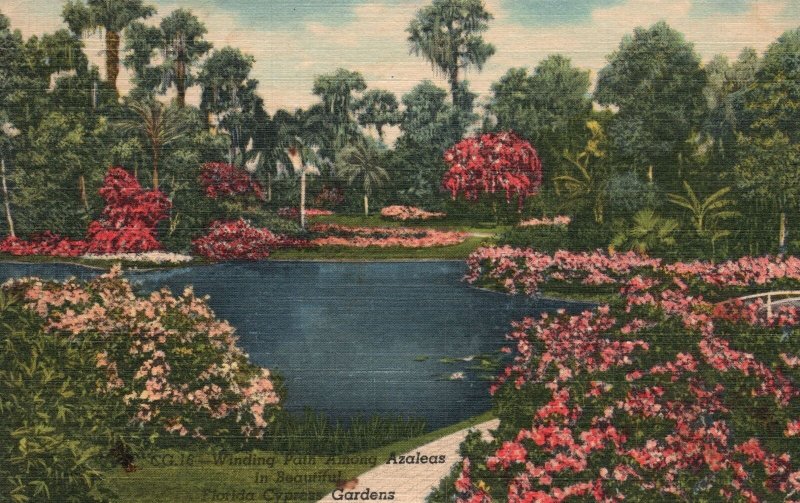 Vintage Postcard 1954 Winding Path Azaleas And Beautiful Florida Cypress Gardens