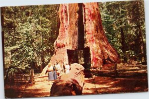 Calaveras Big Trees State Park - The Pioneer's Cabin California postcard