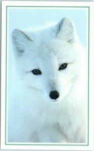 M-12952 An Arctic Fox on Kolguyev Island Russia