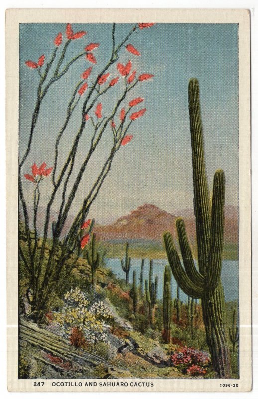 Ocotillo and Sahuaro Cactus