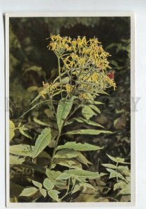 427995 Flower Senecio Fuchsii Vintage Sammelwerk Tobacco Card w/ ADVERTISING