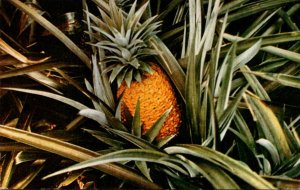 Hawaii Pineapple Field With Ripe Fruit