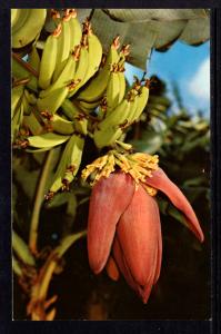 Banana Blossom