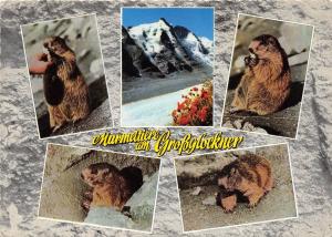 B25920 Murmeltiere Animaux Animals marmot